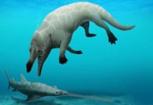 ÉGYPTE/ARCHÉOLOGIE : UNE NOUVELLE ESPÈCE DE BALEINE DÉCOUVERTEv