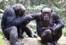 Faune : L’habitat des chimpanzés en dégradation