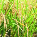 Riz-2