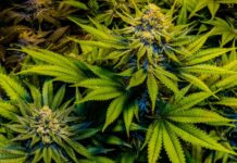 La grace de Joe Biden aux personnes condamnées pour possession de marijuana est un « mauvais signal » qui fera augmenter la criminalité (WSJ)