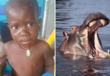 Ouganda / Un enfant avalé par un hippopotame ressort vivant de sa gueule