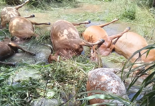 Kérouané : 26 bœufs engloutis par les fortes pluies à Kanfrandou