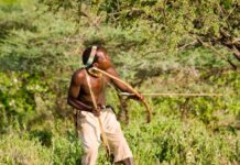 En 1822, une flèche tirée en Afrique est arrivée dans le nord de l’Allemagne — un biologiste raconte l’histoire