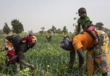 M’bolo : une communauté où agriculture et élevage façonnent le quotidien