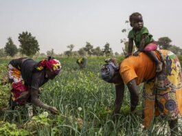 M’bolo : une communauté où agriculture et élevage façonnent le quotidien