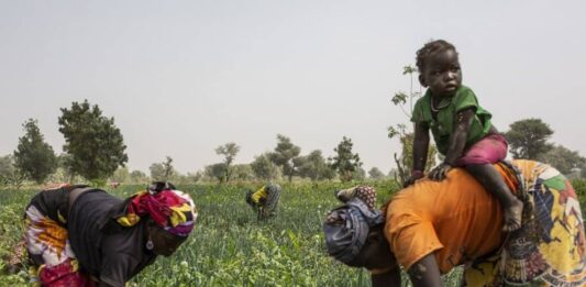 M’bolo : une communauté où agriculture et élevage façonnent le quotidien